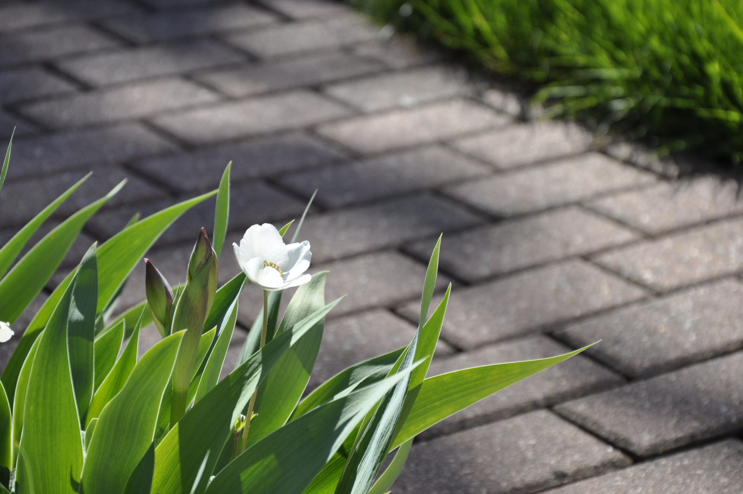 Block Paving And Patio 8 A closeup of a snowdrop anemone (Anemonoides sylvestris) growing on a sidewalk